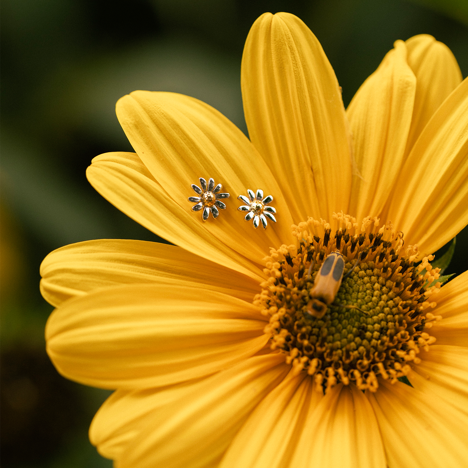 Daisy Stud Earrings - Consider the Wldflwrs